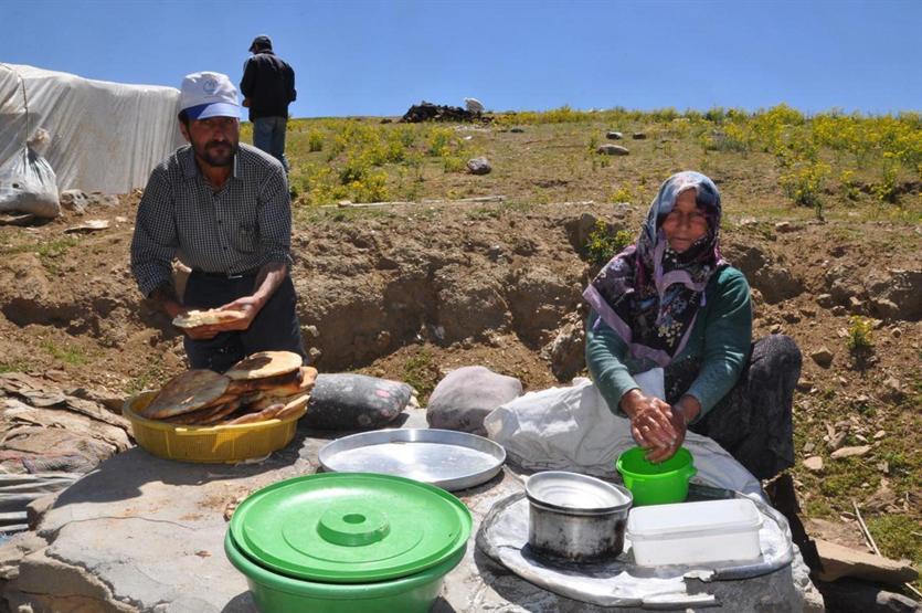 Gün boyu koyun kırkıp yüzlerce hayvan sağıyorlar
