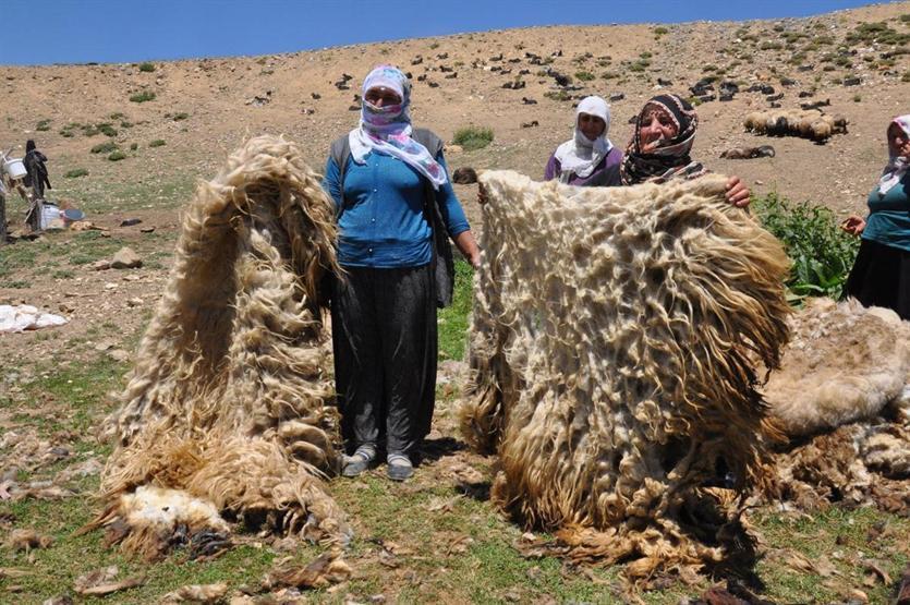 Gün boyu koyun kırkıp yüzlerce hayvan sağıyorlar