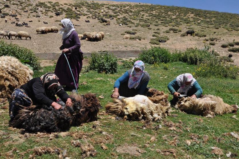 Gün boyu koyun kırkıp yüzlerce hayvan sağıyorlar