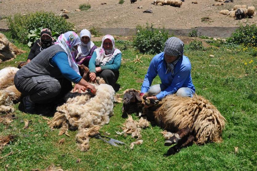 Gün boyu koyun kırkıp yüzlerce hayvan sağıyorlar