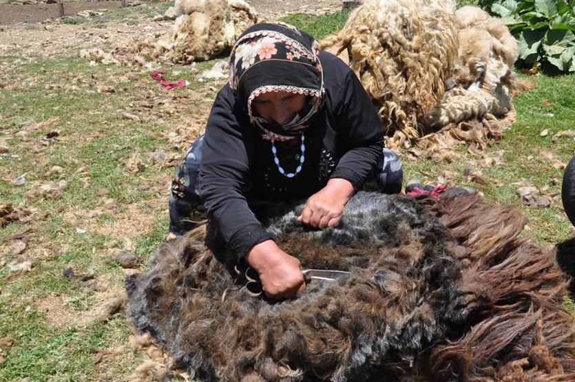 Gün boyu koyun kırkıp yüzlerce hayvan sağıyorlar