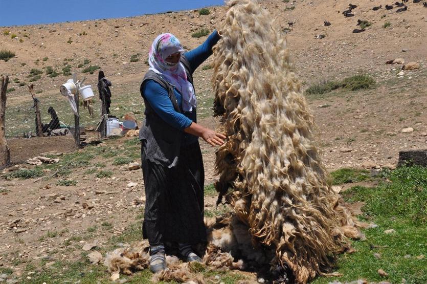 Gün boyu koyun kırkıp yüzlerce hayvan sağıyorlar