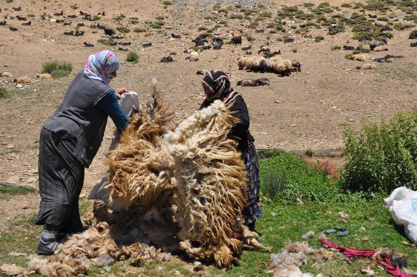 Gün boyu koyun kırkıp yüzlerce hayvan sağıyorlar