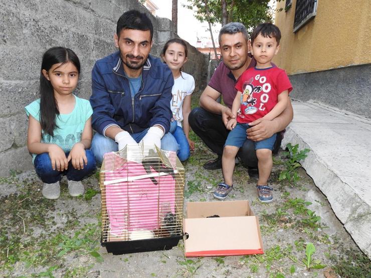 Bir hafta içinde 3 ebabil kuşu buldu