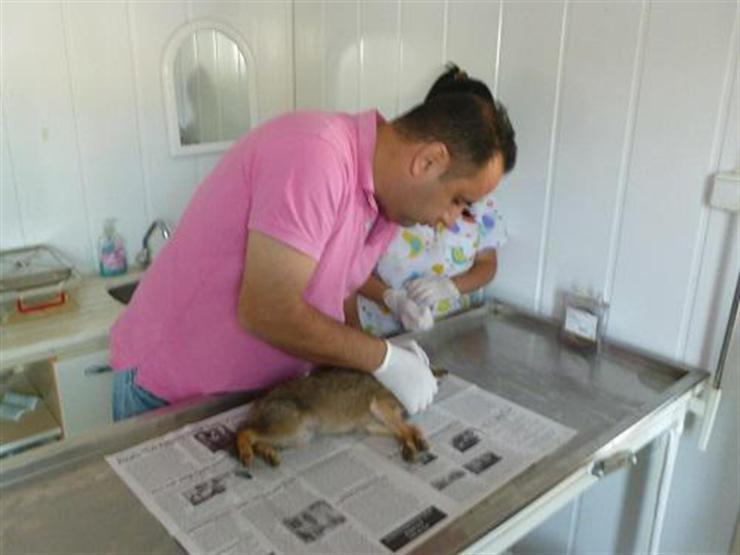 Yaralı bulunan çakal yavrusu tedavi altına alındı