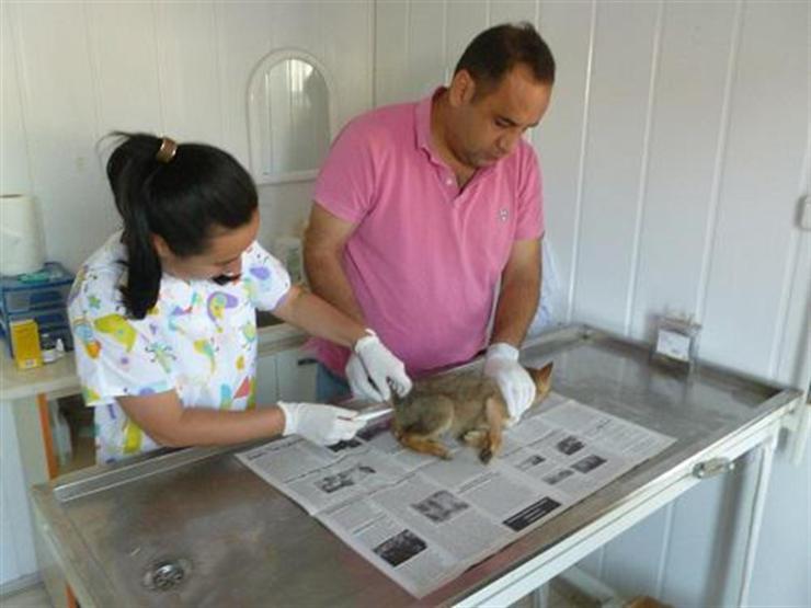 Yaralı bulunan çakal yavrusu tedavi altına alındı