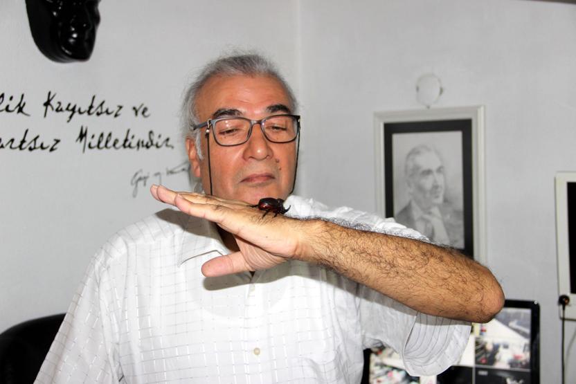 Bahçesinde gergedan böceği buldu