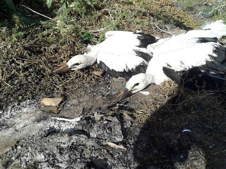 Yavru leylekler düştü, elektrik ekibi yardıma koştu