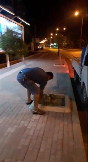 Reklam için ağaçları kestiler
