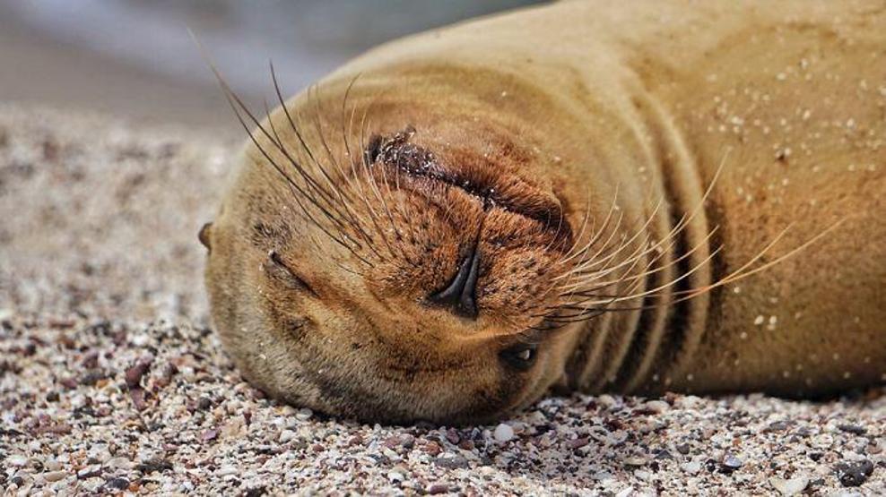 Deniz aslanlarına boşuna denizin kuçuları demiyorlar