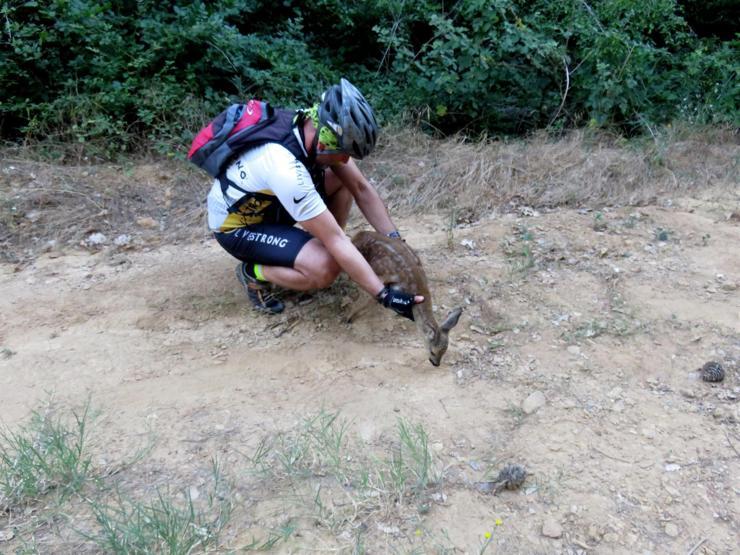 Bitkin halde bulunan yavru karaca tedavi oluyor