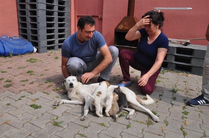 Bu köpek akılalmaz bir insanlık dersi veriyor