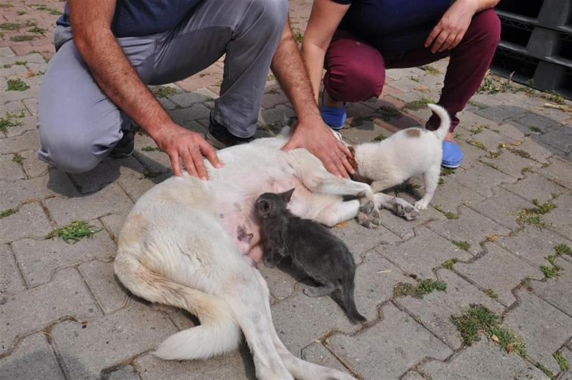 Bu köpek akılalmaz bir insanlık dersi veriyor