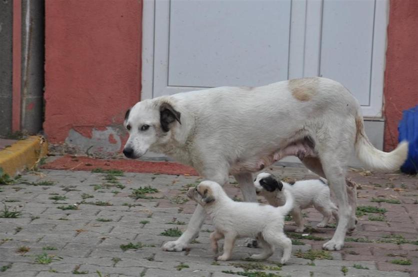 Bu köpek akılalmaz bir insanlık dersi veriyor