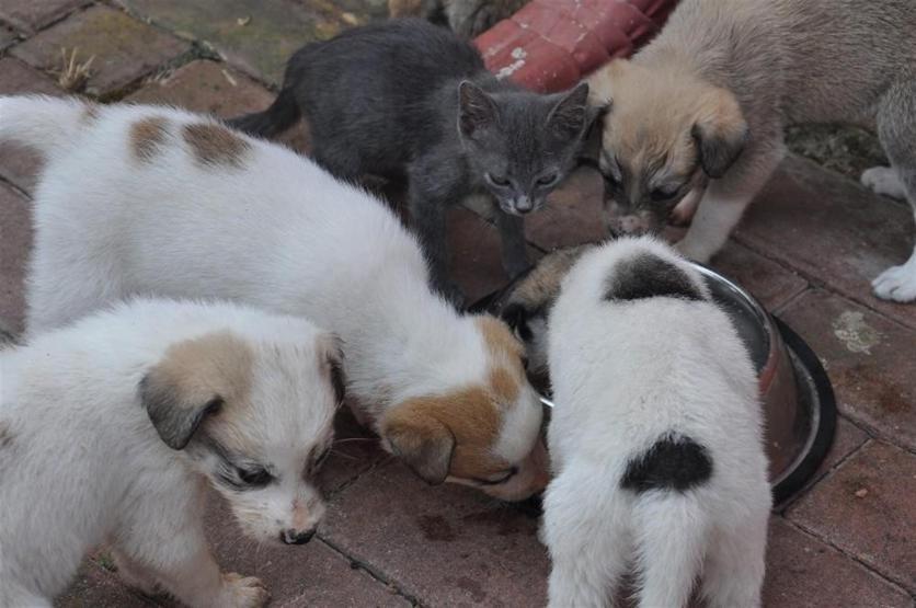 Bu köpek akılalmaz bir insanlık dersi veriyor