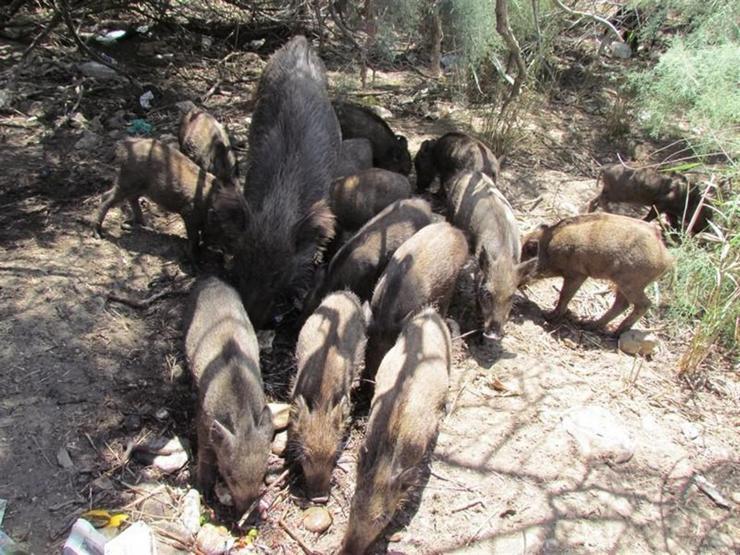 Çiftçilerin ve domuzların birbirleriyle başı dertte