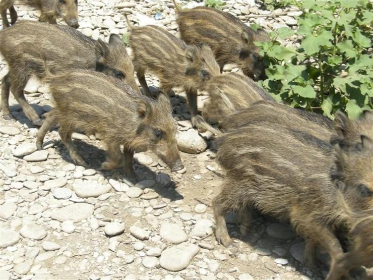 Çiftçilerin ve domuzların birbirleriyle başı dertte