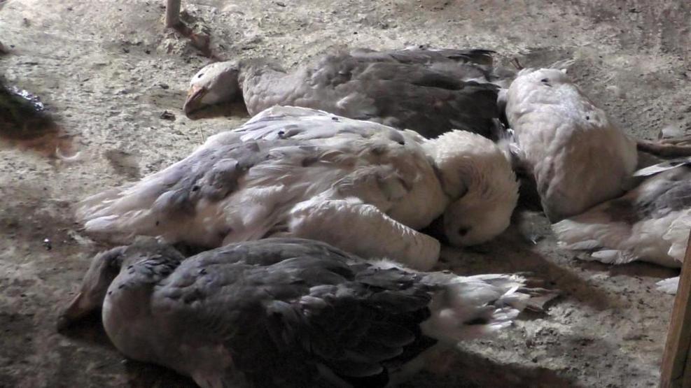 Ardahan’da kuş gribi şüphesi: Tavuklar itlaf edildi