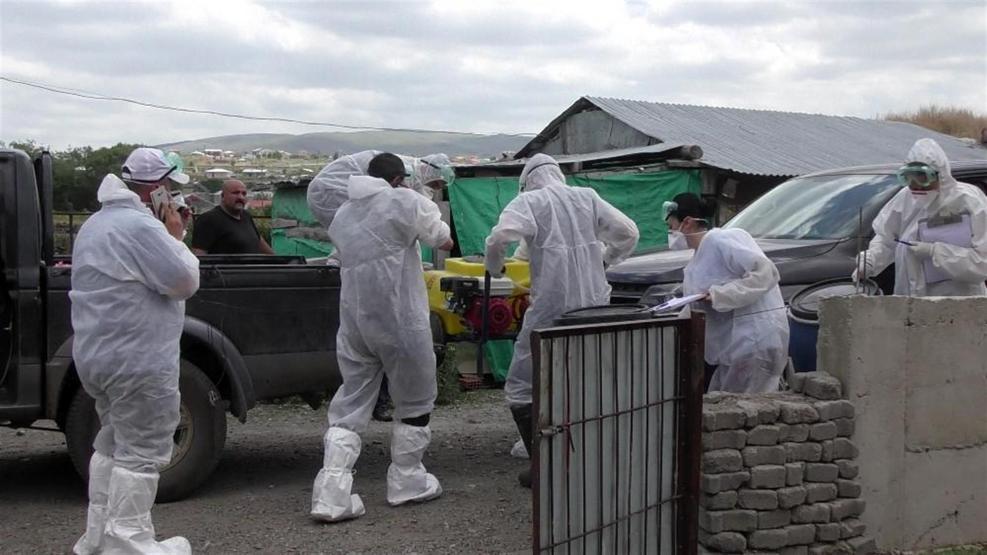 Ardahan’da kuş gribi şüphesi: Tavuklar itlaf edildi