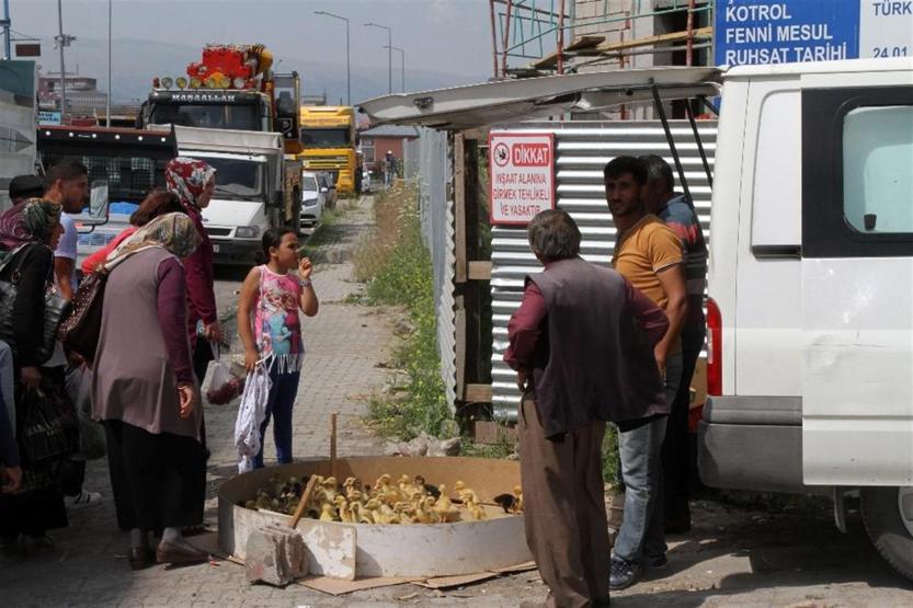 Ardahan’da kuş gribi şüphesi: Tavuklar itlaf edildi