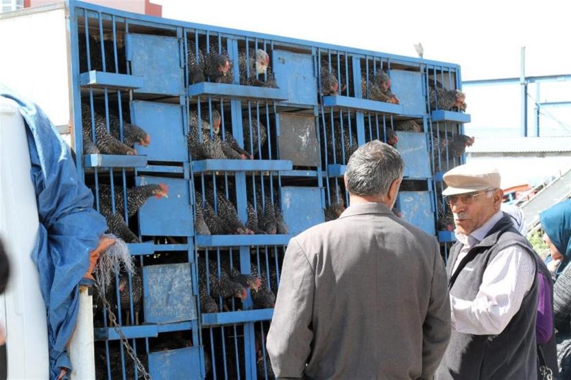 Ardahan’da kuş gribi şüphesi: Tavuklar itlaf edildi