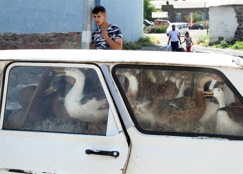 Ardahan’da kuş gribi şüphesi: Tavuklar itlaf edildi