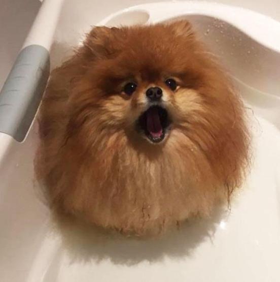 Bu köpekler suda adeta eriyor