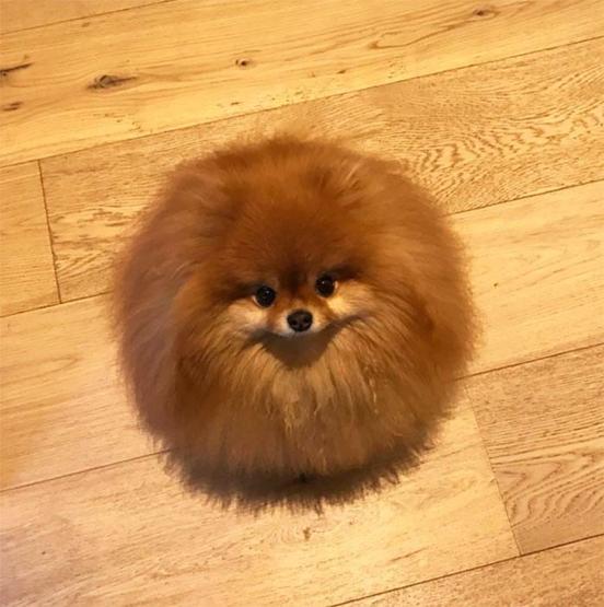 Bu köpekler suda adeta eriyor