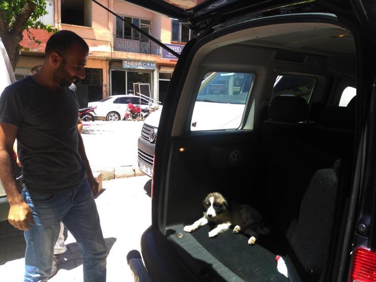 Çarptığı köpeği veterinere götürdü