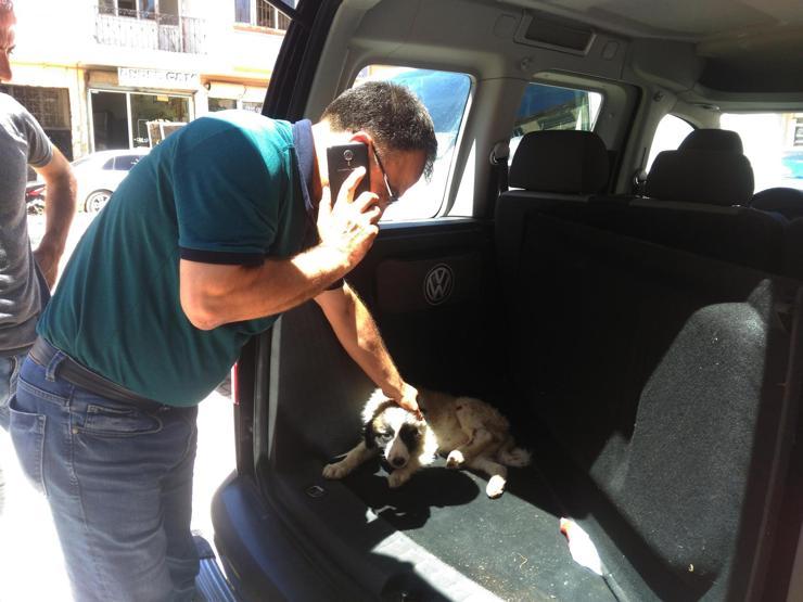 Çarptığı köpeği veterinere götürdü