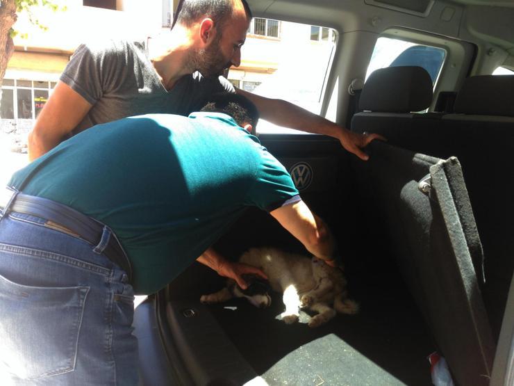 Çarptığı köpeği veterinere götürdü