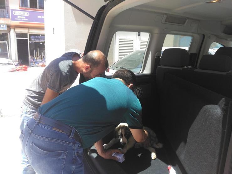 Çarptığı köpeği veterinere götürdü