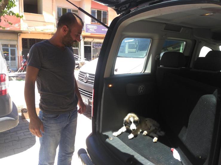 Çarptığı köpeği veterinere götürdü