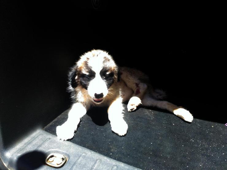 Çarptığı köpeği veterinere götürdü