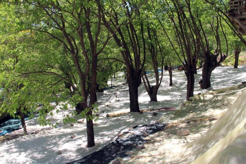 Uzun yaşamanın sırrını açıkladı: Tuncelide yetişen dut
