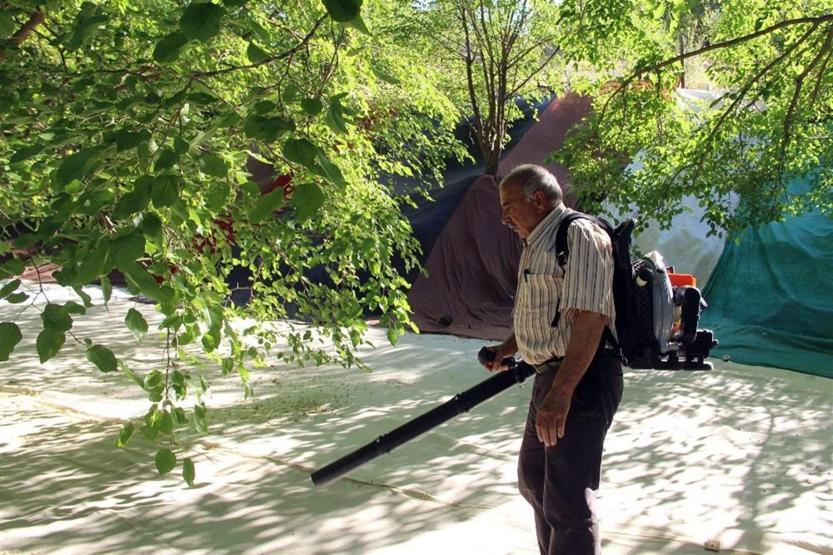Uzun yaşamanın sırrını açıkladı: Tuncelide yetişen dut
