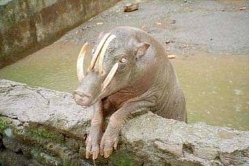 İşte dünyanın en ürkütücü 5 canlısı