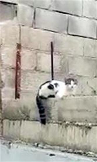 Çatıdan atlayan kedi inşaat demirine saplandı