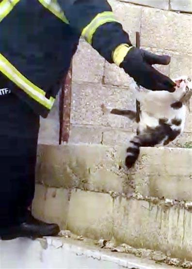 Çatıdan atlayan kedi inşaat demirine saplandı