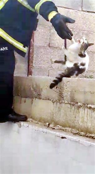 Çatıdan atlayan kedi inşaat demirine saplandı