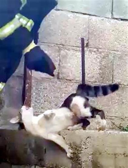 Çatıdan atlayan kedi inşaat demirine saplandı