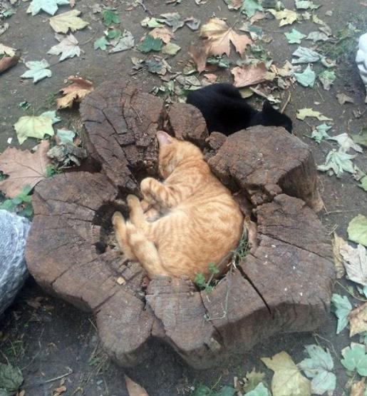 Sığıyorsam, orası benim evimdir