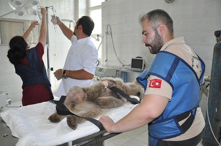 Kardeşleri ve annesi ölen yaralı yavru ayı tedavi görüyor