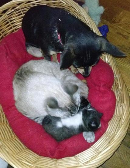 Bu köpekler kendilerini kedi sanıyorlar