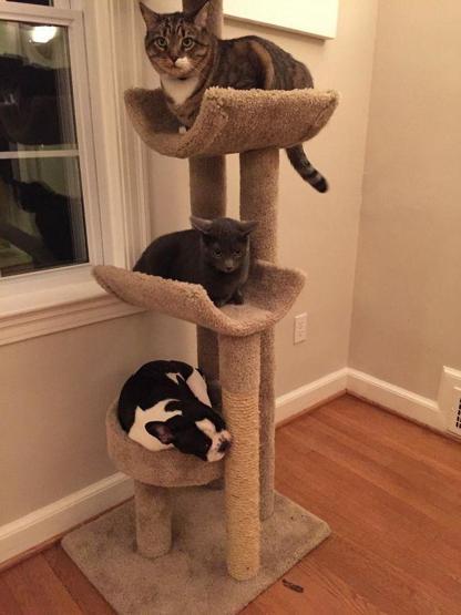 Bu köpekler kendilerini kedi sanıyorlar