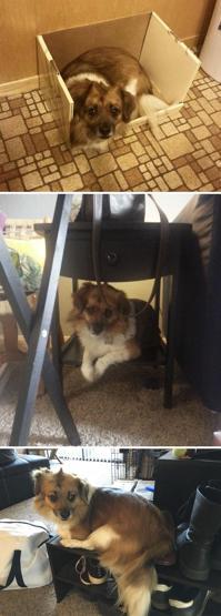 Bu köpekler kendilerini kedi sanıyorlar