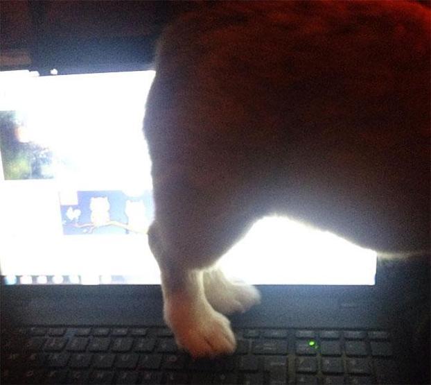 Bu köpekler kendilerini kedi sanıyorlar