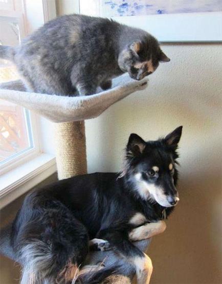 Bu köpekler kendilerini kedi sanıyorlar