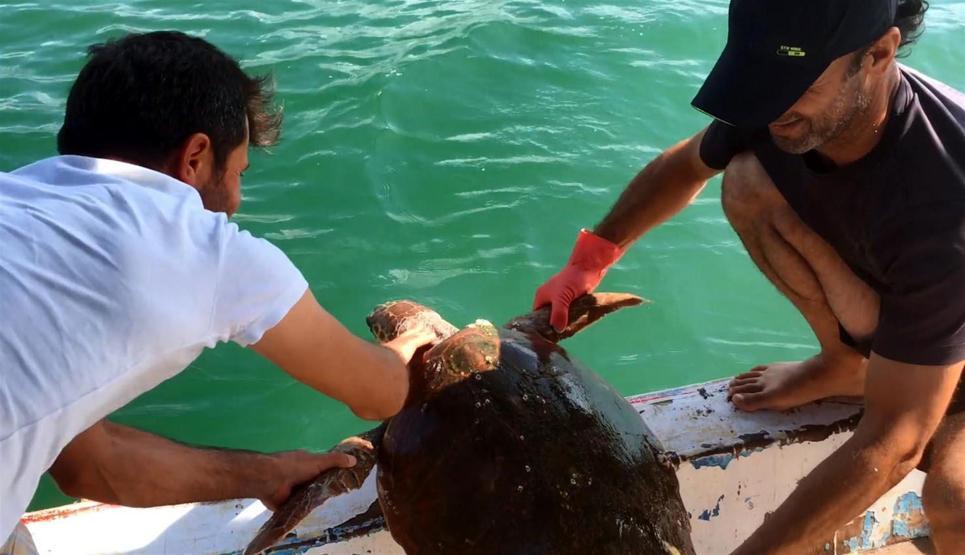 Caretta carettayı dubaya bağlayıp ölüme terk ettiler