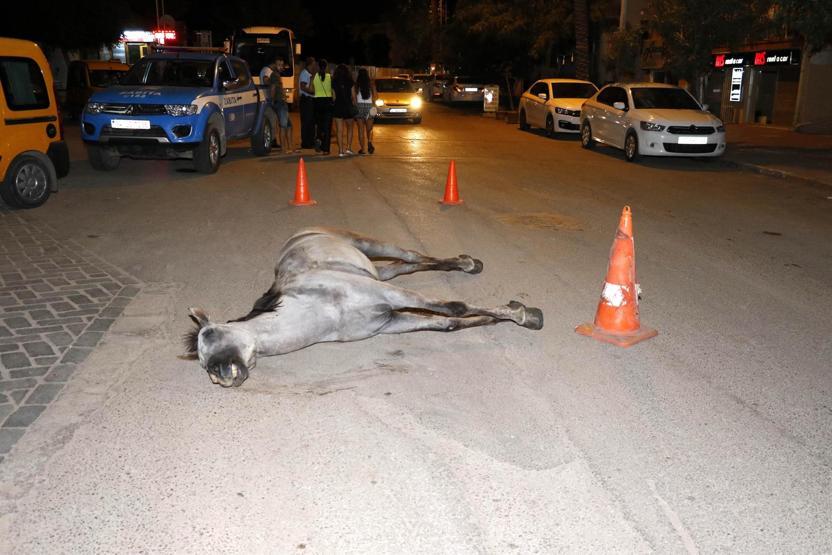 Ölen atı bırakıp kaçan faytoncuya ağır ceza